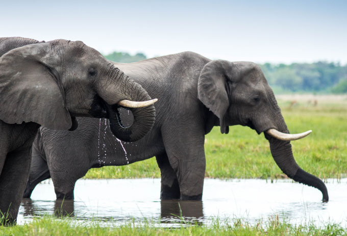 Two African elephants bathing in Botswan